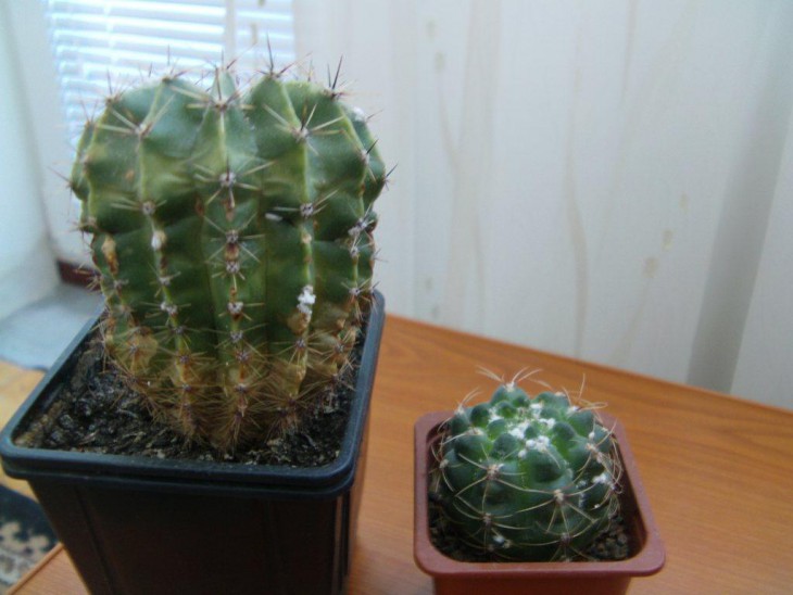 IMAG0041.JPG