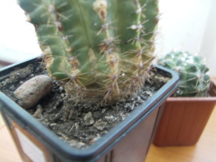 IMAG0044.JPG