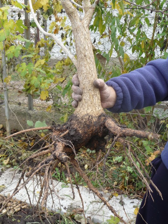 E.flabbeliformis.jpg