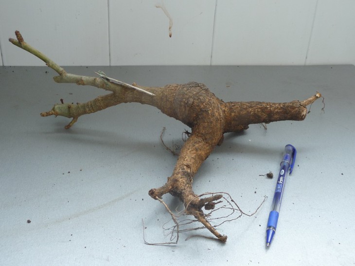 Erythrina humeana X zeyhery 1_900.jpg