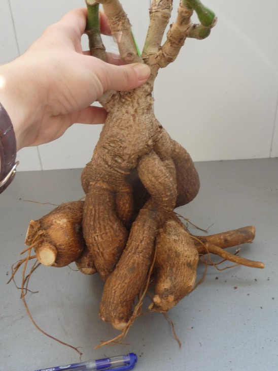 Cyphostemma woodii 1_900.jpg