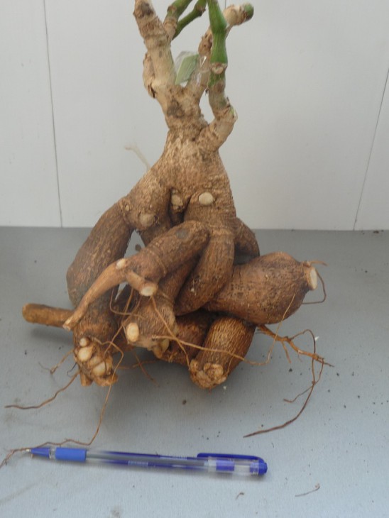 Cyphostemma woodii 2_900.jpg
