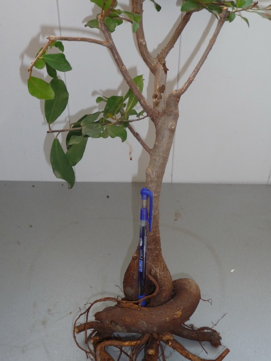 Ficus natalensis 1_900.jpg