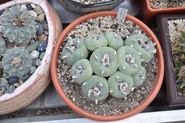 DSC_0104.jpg