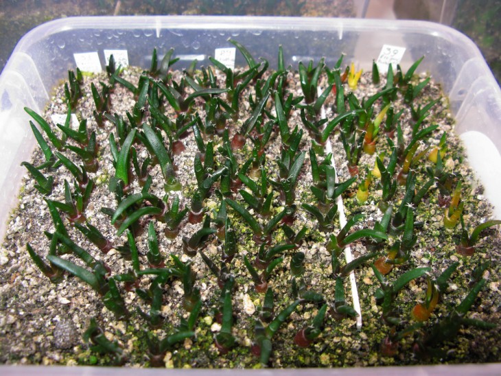 A.retusus, furfuraceus, trigonus