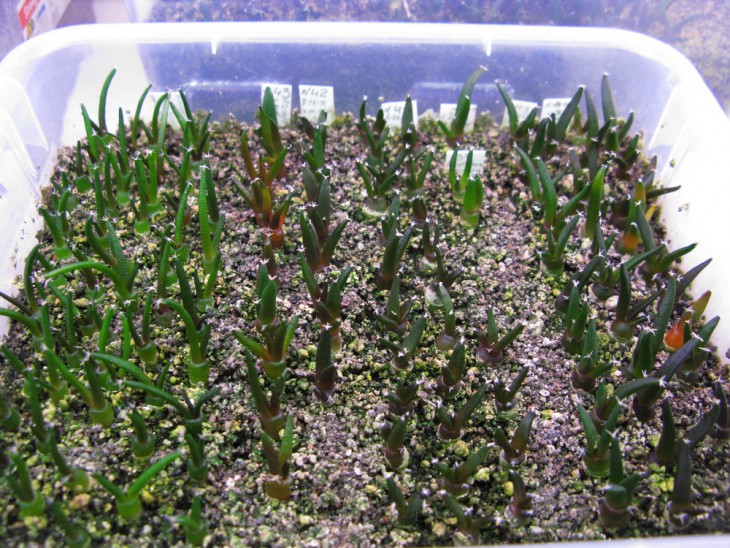 A.agavoides, scapharostrus, trigonus v.minor и проч.