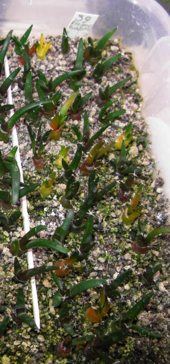 A.trigonus от господина Panarotto