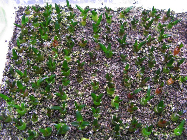 A.fissuratus