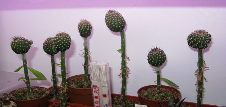 Strombocactus corregidorae RUS-333