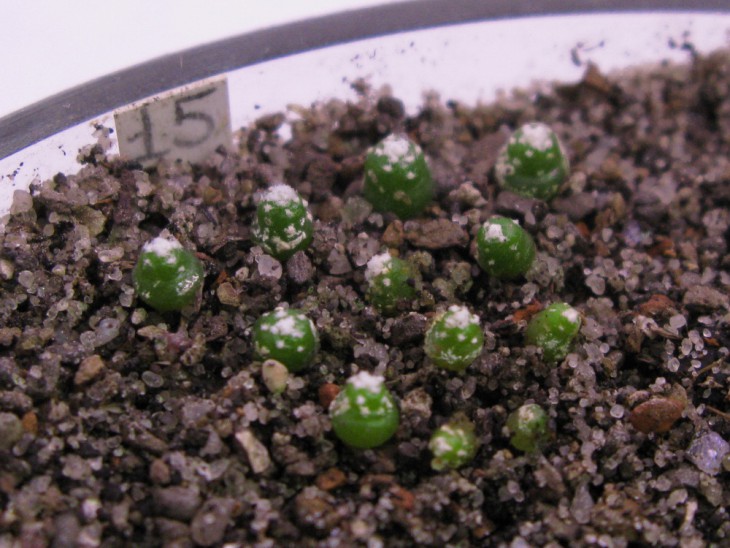 Bl. pedicellata, L.Bercht, 428