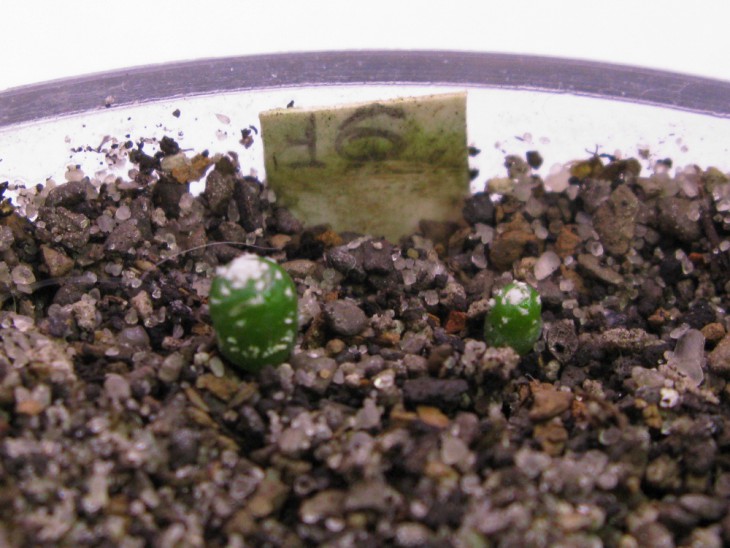 Bl.subterranea KK-1505, L.Bercht, 430<br />Плохо взошли, осталось всего две((