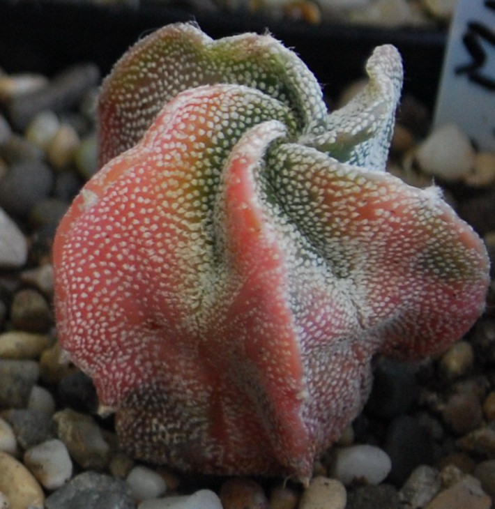 125-1-1   A myriostigma.   Фото 18 04 13 г..jpg