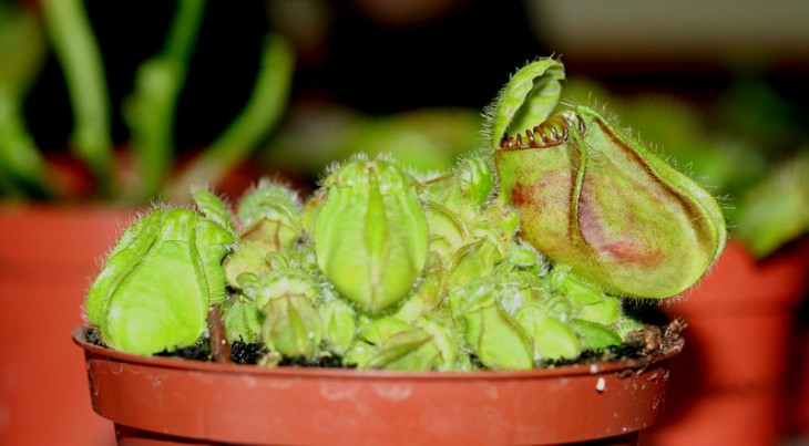 Cephalotus follicularis