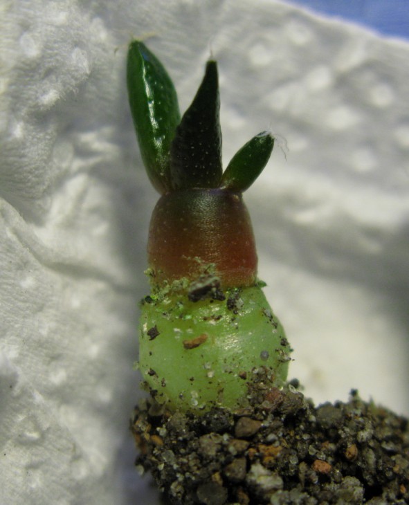 Ariocarpus fissuratus PB-353