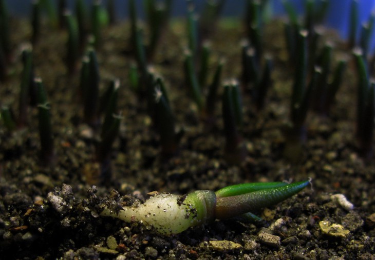 Ariocarpus fissuratus v. hintonii GM-39