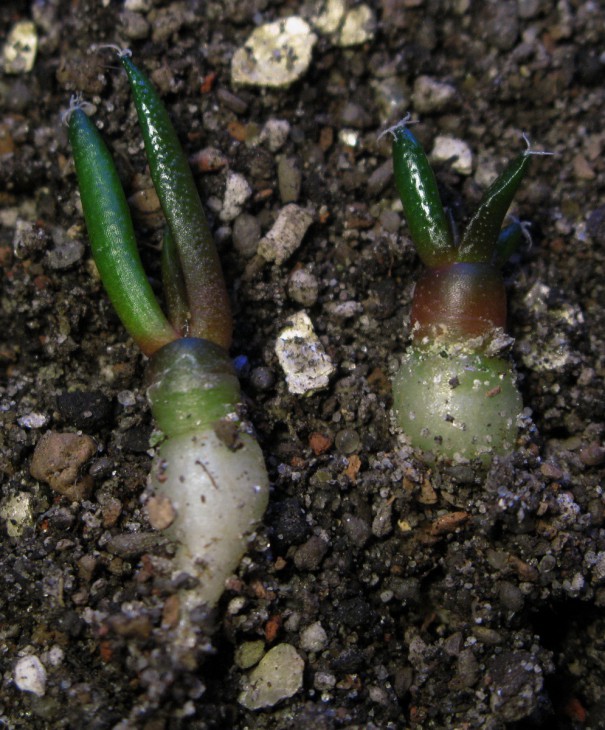 Ariocarpus fissuratus v. hintonii GM-39 (слева) и Ariocarpus fissuratus PB-353 (справа).
