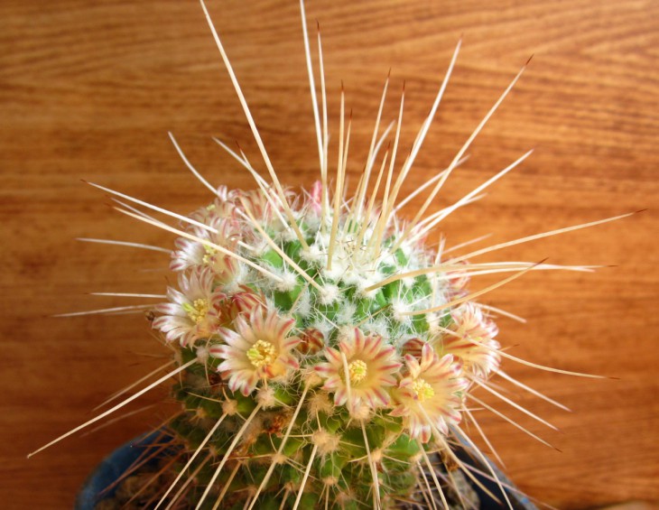Mam. nejapensis