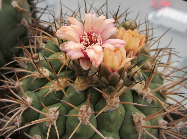 G. zegarrae