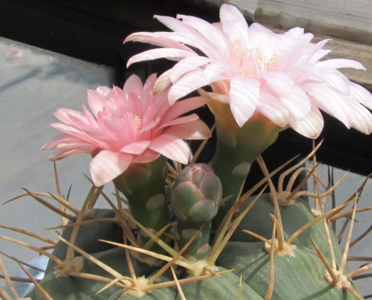 G. horstii