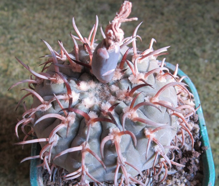 G. asterium v paucispinum