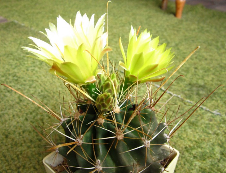 Hamatocactus sinuatus