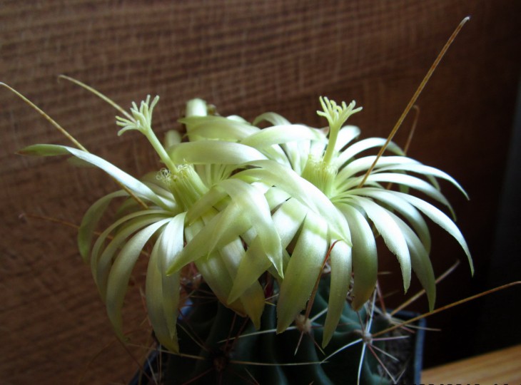 Hamatocactus sinuatus