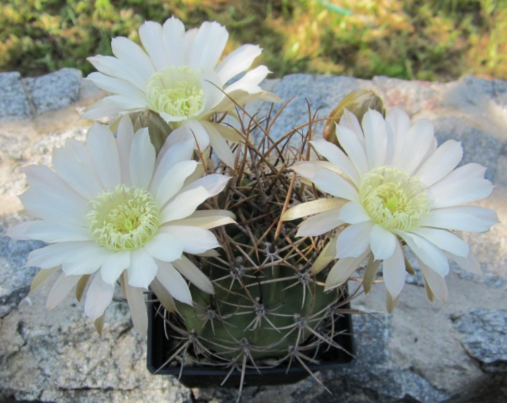 Lobivia ferox