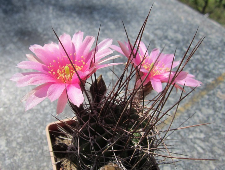 Lobivia ferox