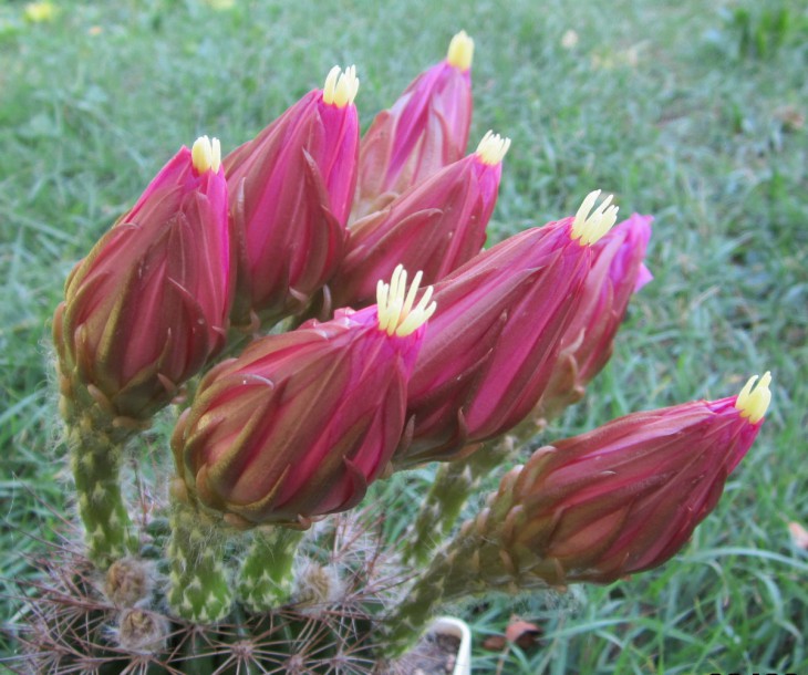 Echinopsis kermesina