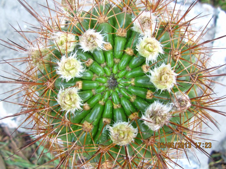 Echinopsis kermesina