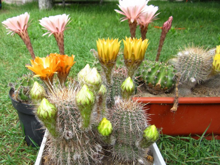 Группа Echinopsis