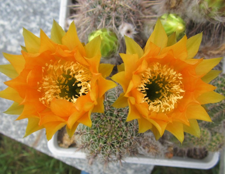 Echinopsis hybr
