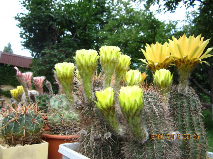 Группа Echinopsis