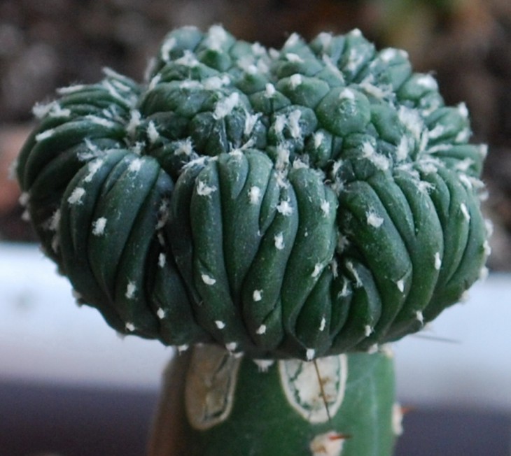 23-2-01в Astrophytum asterias cv. Line areoles.   Прививка 26 01 13 г. Фото 18 09 13 г. (2-й ЭКЗЕМПЛЯР)..jpg