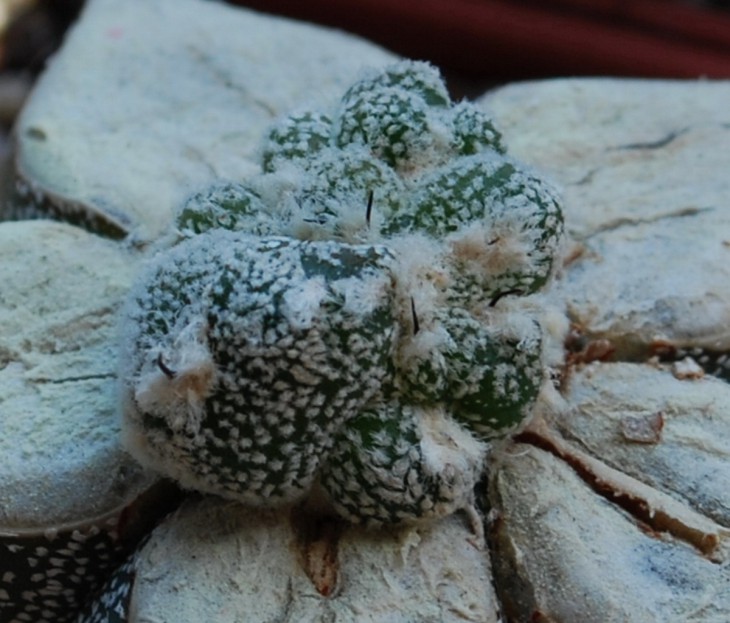 123-4  A Myriostigma.jpg