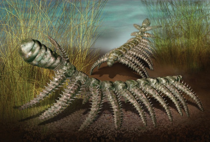 Ходячий кактус  Diania cactiformis.jpg
