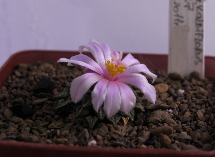 A.kotchoubeyanus v.albiflorus