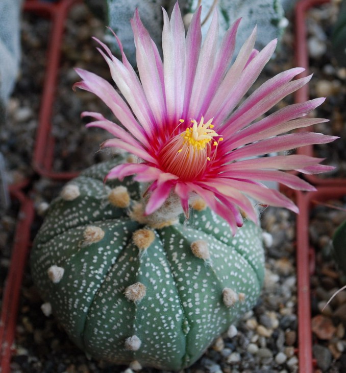 85-0-4   A asterias cv. ROTE BLUETE..jpg