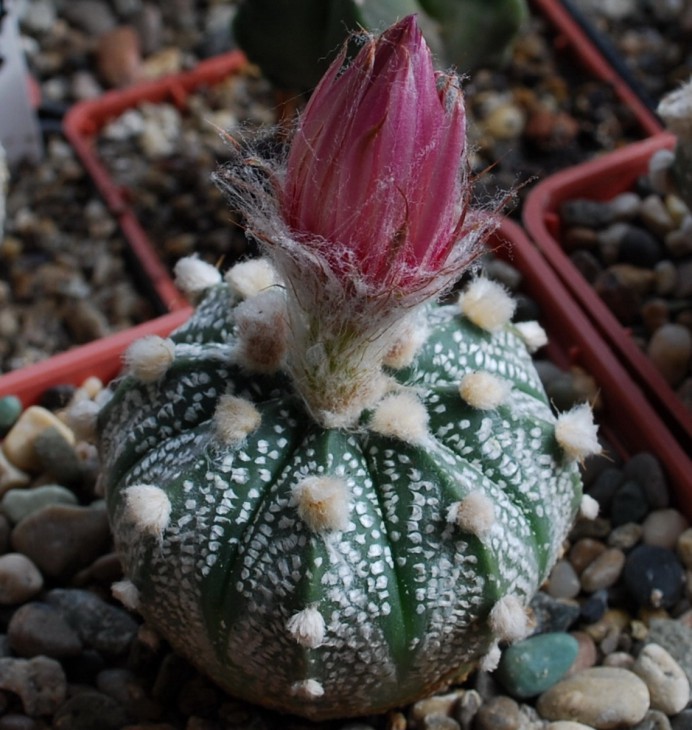 85-0-3  A asterias сv. ROTE BLUETE..jpg