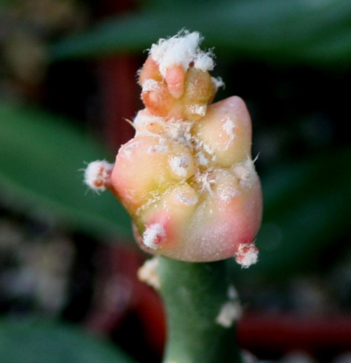 myrio kikko variegata2.jpg