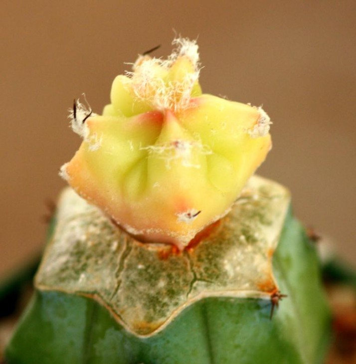 myrio kikko variegata.jpg
