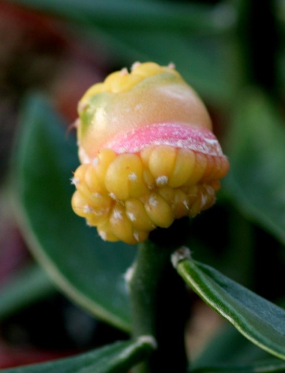 asterias kikko variegata cristata.jpg