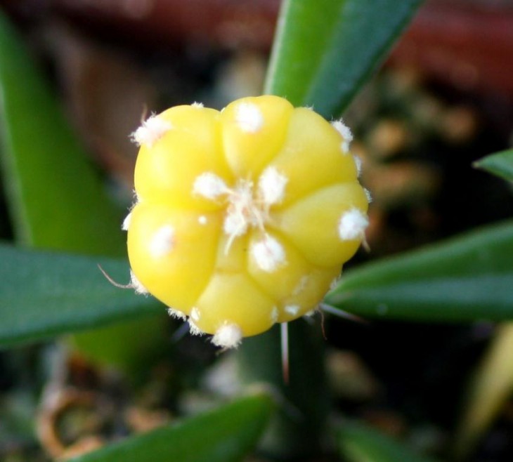 asterias kikko variegata.jpg