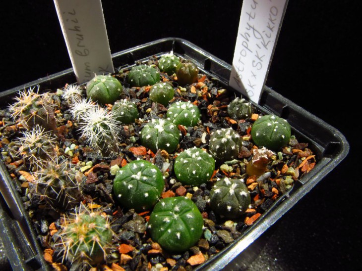 Astrophytum 'SKxSK  kikko' №30