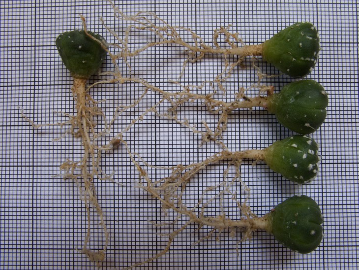 Astrophytum 'SKxSK  kikko' №30