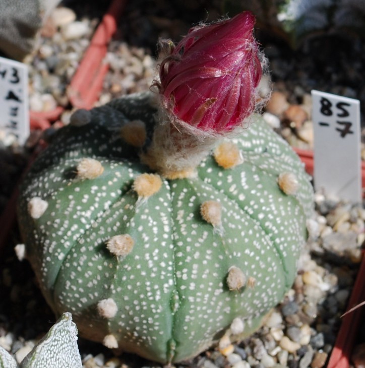 85-2а-2   A asterias cv ROTE BLUETE. ..jpg