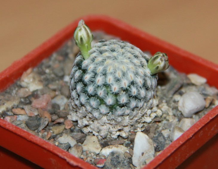 Mammillaria sanchez-mejoradae