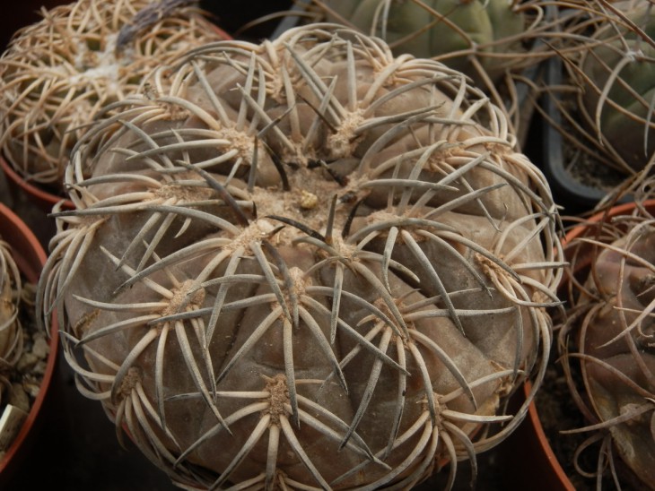 КК-0008   G. spegazzinii.jpg