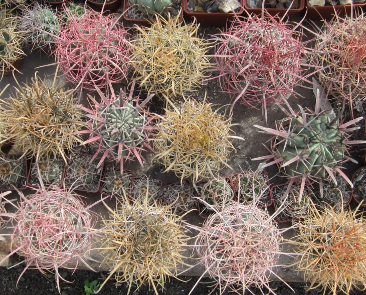 КК-0002  Группа Ferocactus.jpg