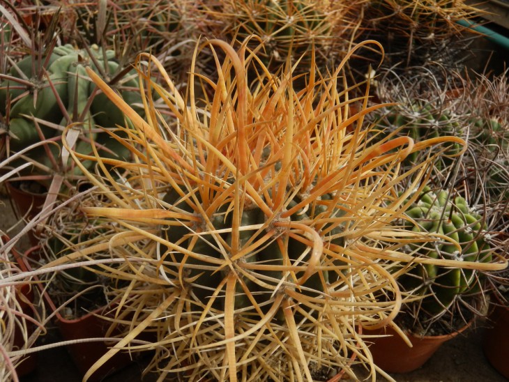КК-0019   Ferocactus chrysacanthus.jpg
